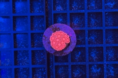 Goniopora