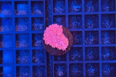Goniopora