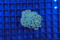 Euphyllia paraancora