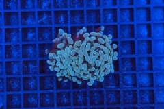 Euphyllia paraancora