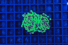 Euphyllia paraancora Bicolor 