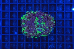 Euphyllia paraancora Bicolor 