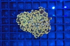 Euphyllia paraancora