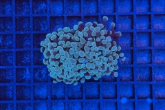 Euphyllia paraancora