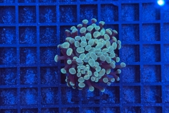 Euphyllia paraancora