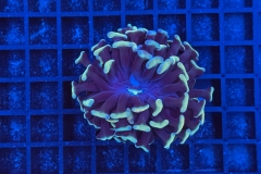 Euphyllia paraancora