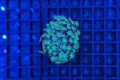Alveopora 