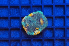 Acanthastrea echinata