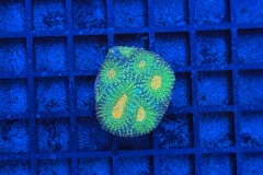 Acanthastrea echinata