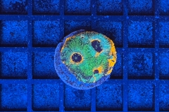 Acanthastrea echinata