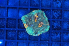Acanthastrea echinata