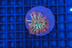 Goniopora Galaxy