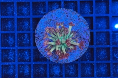 Goniopora Galaxy
