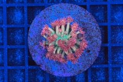 Goniopora Galaxy