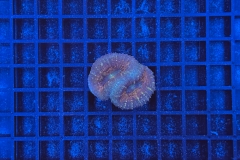 Lobophyllia