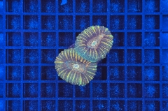 Lobophyllia