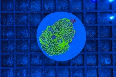 Ricordea Yuma