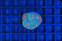 Rhodactis Multicolor