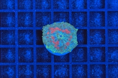 Rhodactis Multicolor