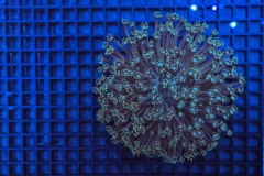 Goniopora