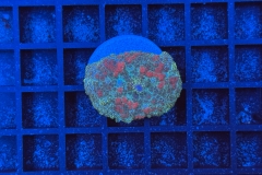 Rhodactis Multicolor