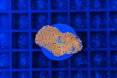 Rhodactis