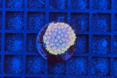 Goniopora