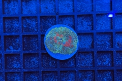 Rhodactis Multicolor