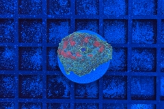 Rhodactis Multicolor