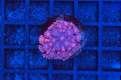 Goniopora