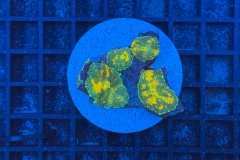 Rhodactis Multicolor