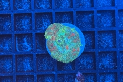 Rhodactis Multicolor