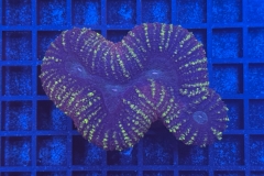 Lobophyllia