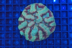 Symphyllia