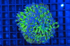 Euphyllia paraancora