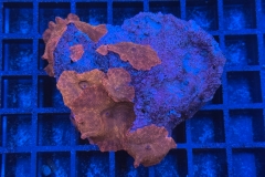 Discosoma