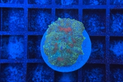 Rhodactis Multicolor