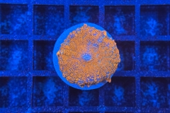 Rhodactis Multicolor
