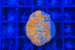 Rhodactis Multicolor