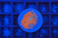 Rhodactis Multicolor