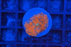 Rhodactis Multicolor