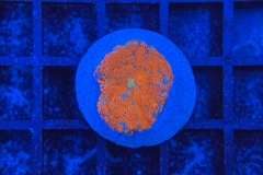 Rhodactis Multicolor