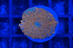 Rhodactis Multicolor