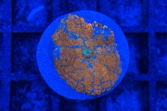 Rhodactis Multicolor