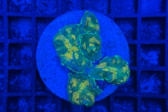Rhodactis Multicolor