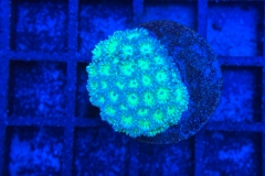 Goniopora