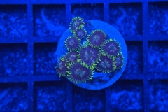 Zoanthus