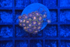 Zoanthus