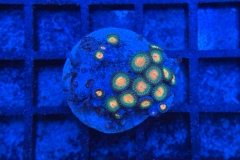 Zoanthus