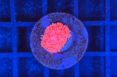 Goniopora